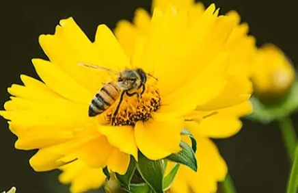 成年蜜蜂可以吃吗