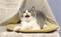 猫可以吃牛肉吗
