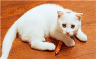 猫可以吃火腿肠吗