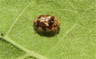 20星瓢虫是害虫吗