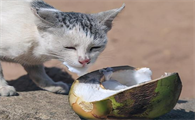 猫可以吃椰子肉吗