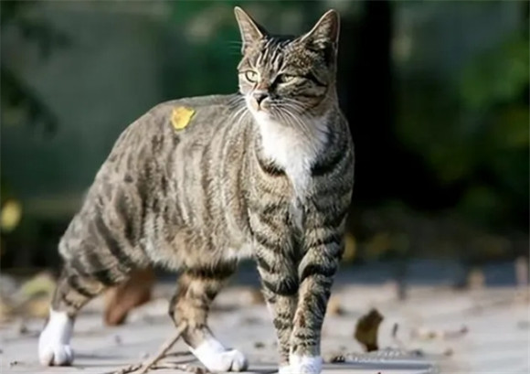不要选择“狸花猫”,这5大缺点惊人 不要选择“狸花猫”,这5大缺点惊人