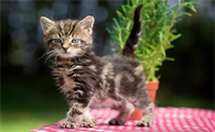 猫几月份生小猫
