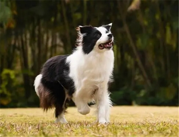 边境牧羊犬胆子太小怎么办? 边境牧羊犬胆子太小怎么办?