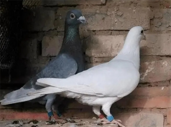 鸽子靠什么认家