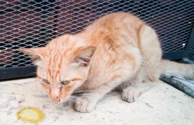 猫拉肚子怎么办