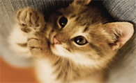 猫几个月下崽