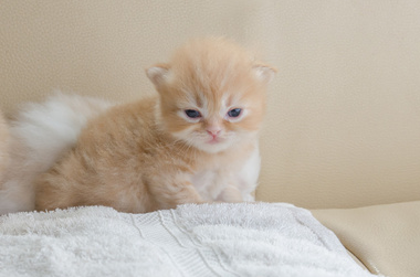 猫叫声像叫妈