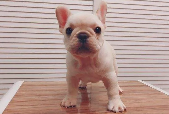 法国斗牛犬好养吗？法国斗牛犬多少钱一只呢？