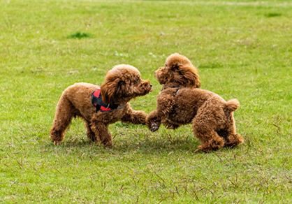 伴侣犬行为管理师