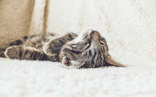 猫可以吃盐吗 猫可以吃盐吗