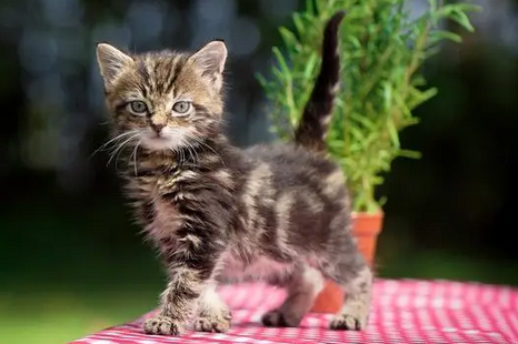 猫几月份生小猫