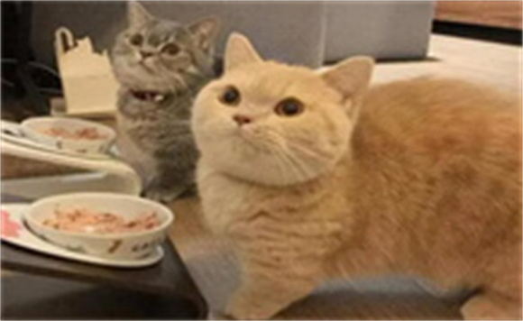 为什么这么多人不敢养“矮脚猫”？网友：真的很可怕