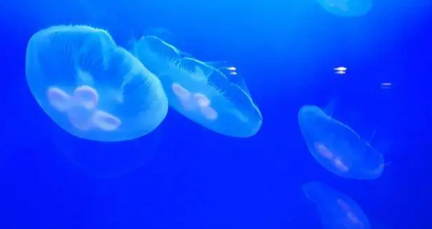 水母有没有颜色
