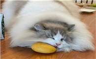 猫可以吃芒果吗