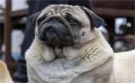 法斗和八哥犬区别