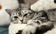 猫艾滋把健康猫都传染了