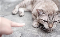 缓解猫与猫之间紧张关系的8个技巧