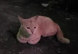 女子收养猫,猫咪却“消失”,再见时带了“礼物” 女子收养猫,猫咪却“消失”,再见时带了“礼物”