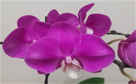 蝴蝶兰花怎样养好