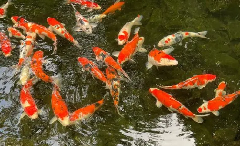 锦鲤哪里有卖