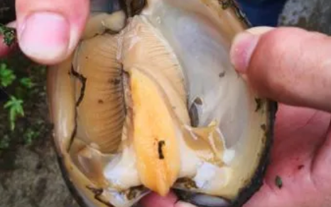 黄鳝吃河蚌吗 黄鳝吃河蚌吗