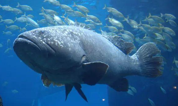 石斑鱼龙趸多少钱一斤