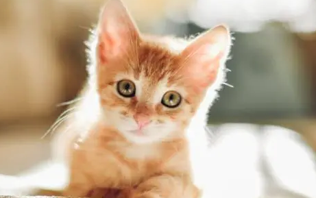 猫叫是什么意思