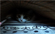 猫可以一起睡在床上吗