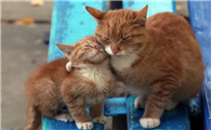 两只公猫可以一起养吗