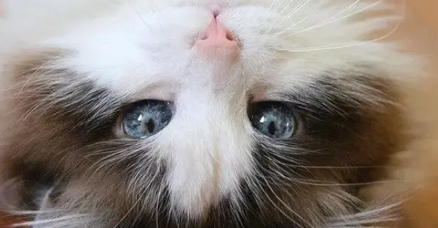 布偶猫有这些表现，说明把你当父母了，别傻傻不知