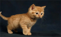 两个月小猫正常肛门