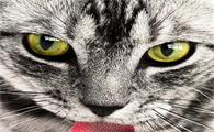 猫看着喝水碗叫