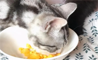 两个月小猫一顿吃多少蛋黄