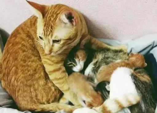 猫会和自己孩子配对吗