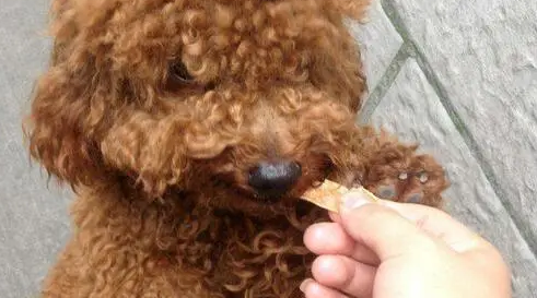 泰迪犬有什么不能吃的食物吗？