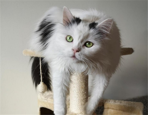 猫老舍原文 猫老舍原文