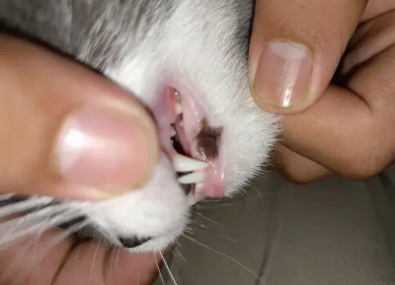 猫口腔里面长息肉图片 猫口腔里面长息肉图片