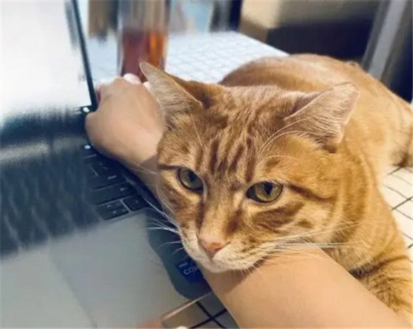 猫来起大厝是好是坏 猫来起大厝是好是坏