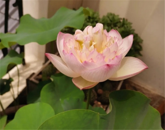 荷花缸如何避免蚊子