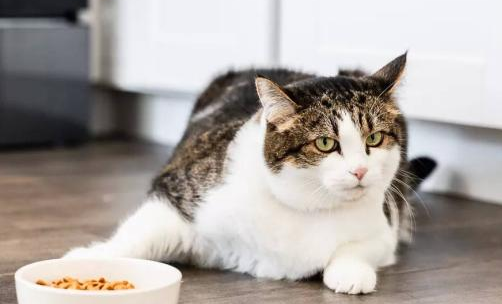 猫咪食欲不振?是什么原因?-是宠网