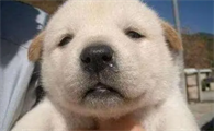 2个月幼犬打喷嚏流鼻涕
