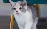 猫粮和狗粮能互相吃吗