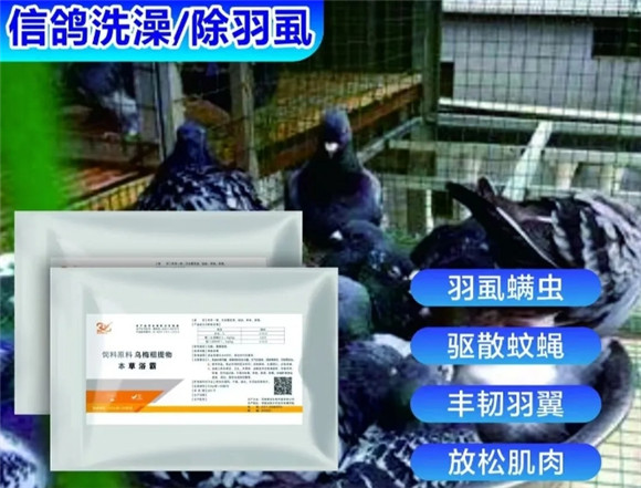 鸽子胸前掉毛，光秃秃怎么回事？