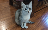 猫叫春一般叫多少天