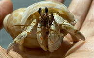辣椒蟹什么都不吃