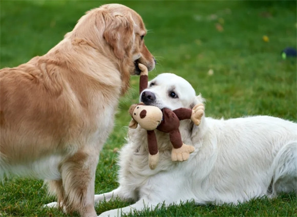 金毛犬：优点&缺点！