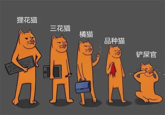 猫咪等级排行榜出炉，看看你家猫咪在第几层？