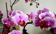 蝴蝶兰花怎么保养