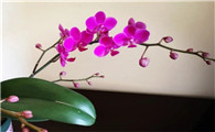 蝴蝶兰花怎样养护